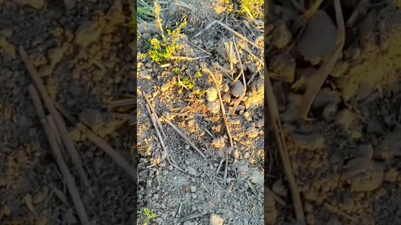 dziś pojechałem do grochu z Basagran 💪mamalyga🌽 rośnie 😁 Asory napawa nadzieją...czatowałem na ciszę