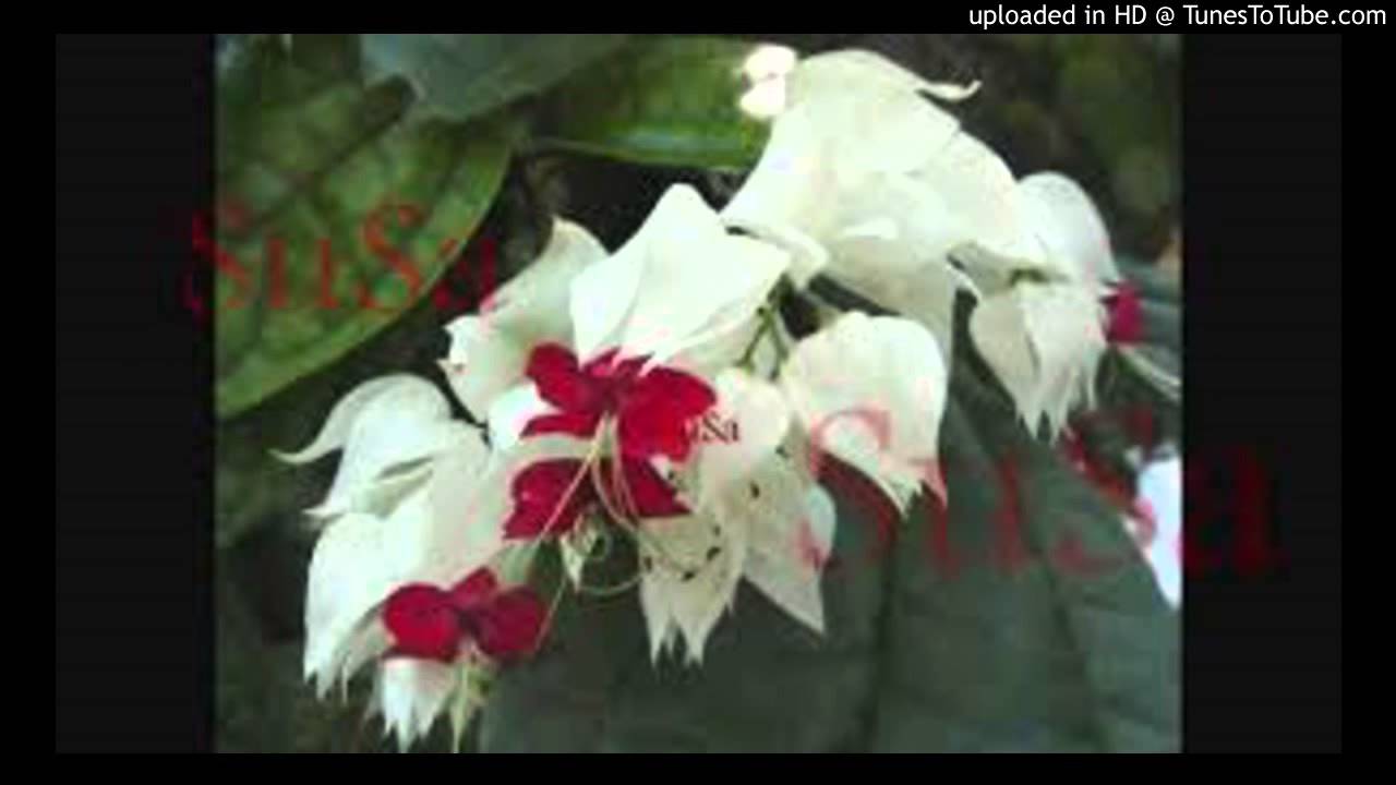 romanegila dynastia new