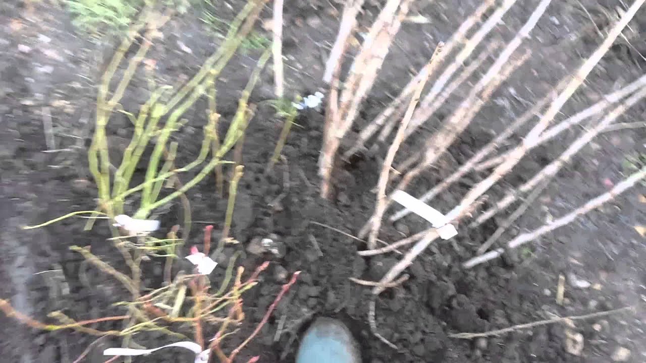 Heeling in bare root trees and bushes