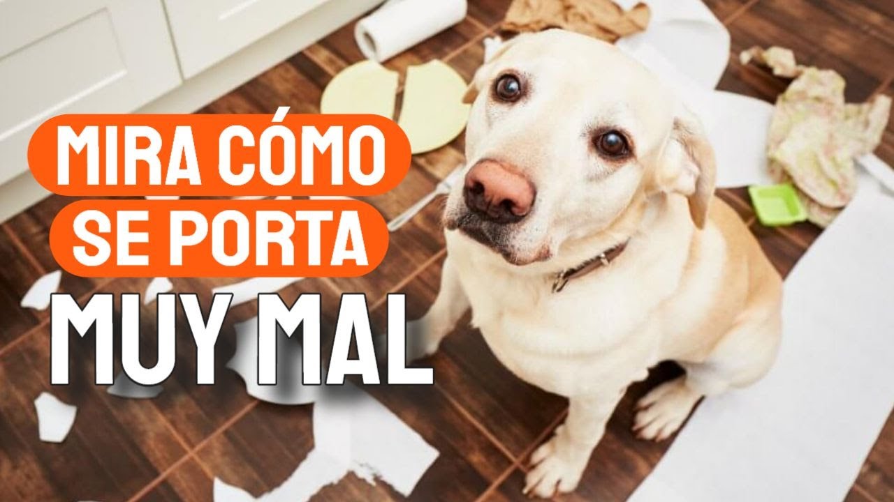 🐶🤷&zwj;♀️MAL Comportamiento EN PERROS (Qu&eacute; Significa y Que Hacer)