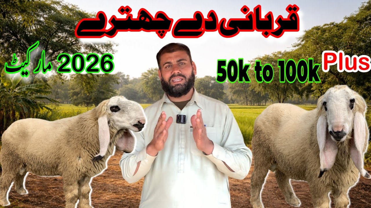 Qurbani Ke Chittray Rate 2026 | Sheep Price Today | 50K+ 100K+ #Qurbani2026 #ChittraySheep