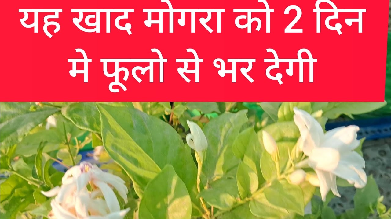 Best Fertilizer For Mogra Plant/With Care Tips #viral #trending #terrace #mogra #Fertilizer