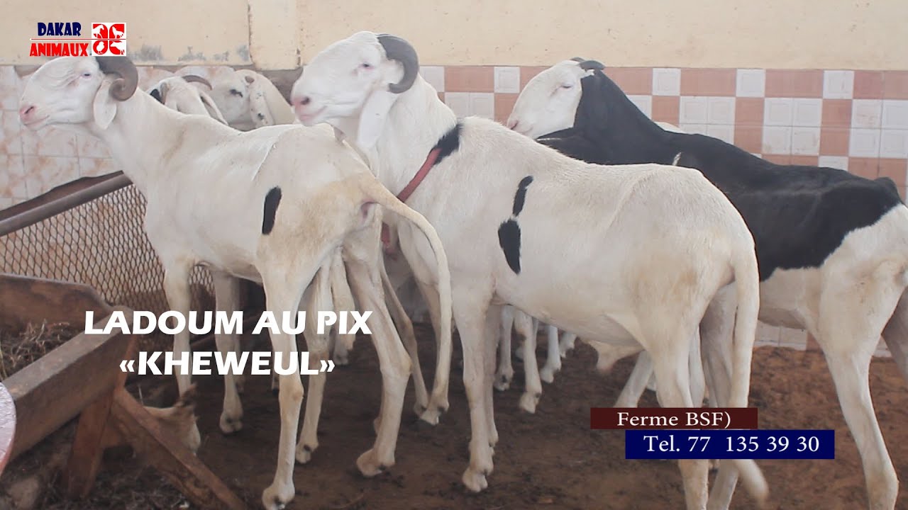 Du jamais vu au Sénégal! des moutons 