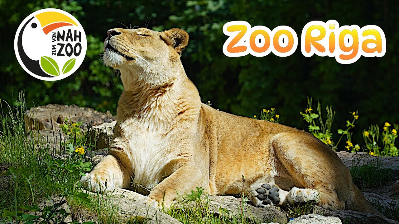 Zoo Riga -  Ein Satz mit X? - Von Nah zum Zoo 4k