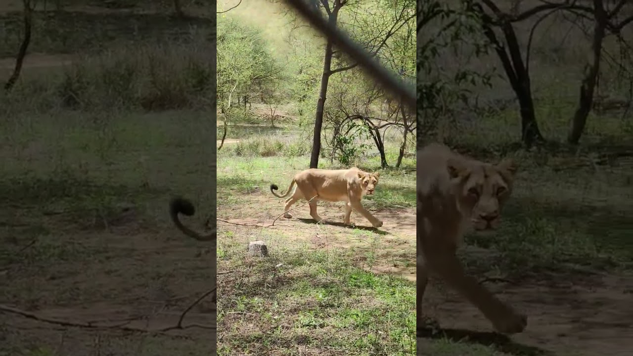 Nahargarh biological park lion safari views | #shorts | #viral