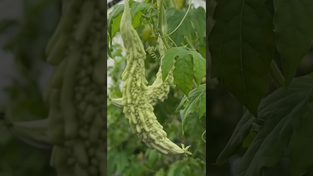 #Bitter #melonVegetable #uk #belfast #eldhohelga #vegetablegarden #india #kitchengarden #kerala