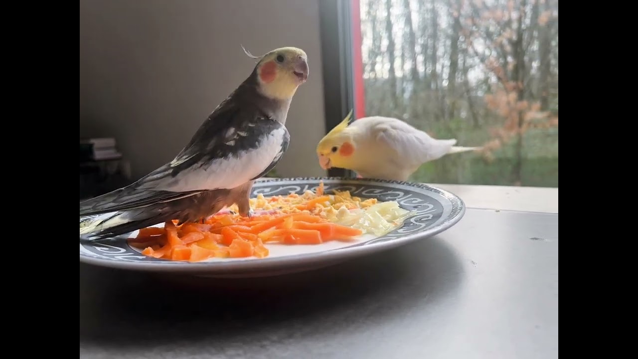 Male cockatiel courtship singing 🎼🥰