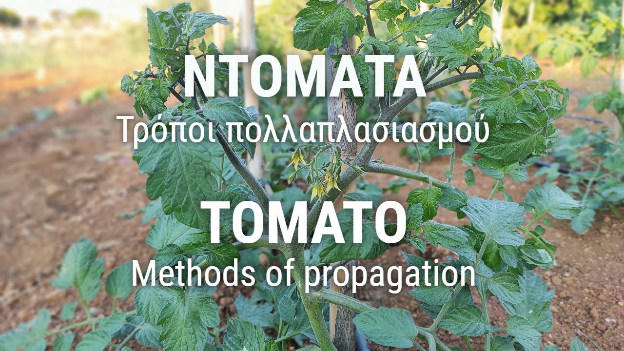 &Nu;&Tau;&Omicron;&Mu;&Alpha;&Tau;&Alpha; (&Tau;&rho;ό&pi;&omicron;&iota; &pi;&omicron;&lambda;&lambda;&alpha;&pi;&lambda;&alpha;&sigma;&iota;&alpha;&sigma;&mu;&omicron;ύ)