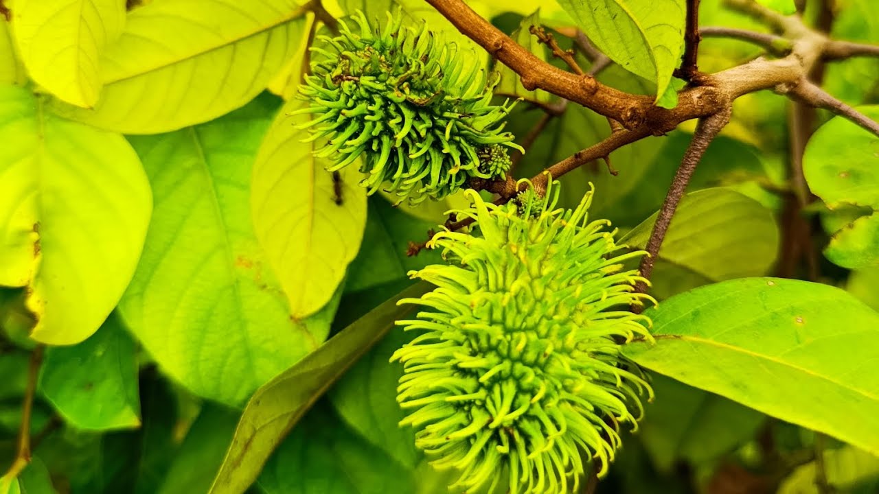 🌿রামবুটান ফল মাতৃ কলম গাছ পাবেন কমদামে 🌿☎️01832-604952/ Imo WhatsApp)🌿