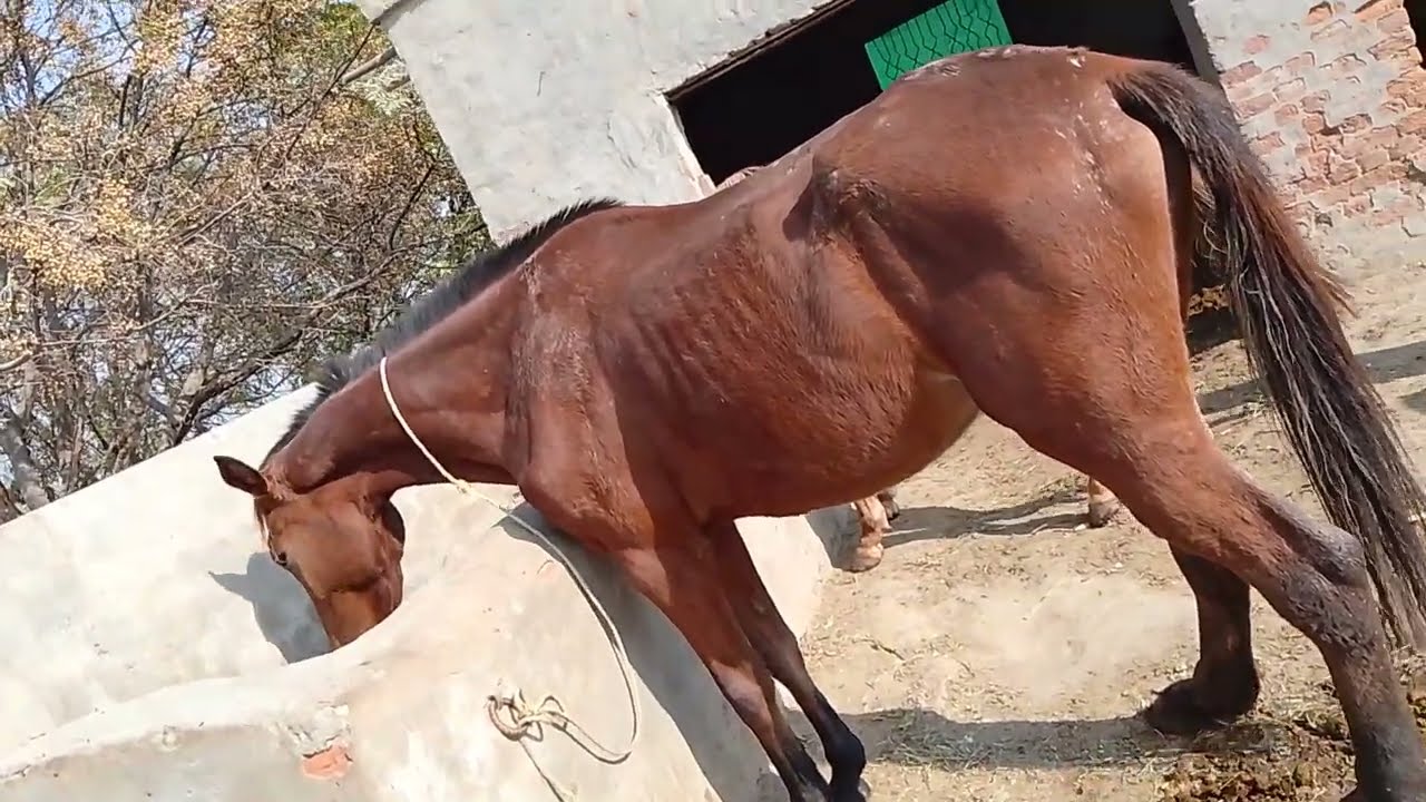 Beautiful horse power || Horse videos 🐎February 3, 2025