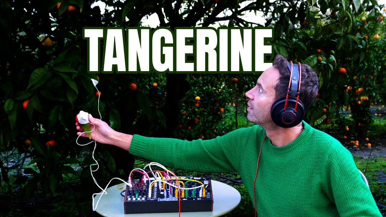 Tangerine Dreams 🍊 | This Tangerine Tree Will Calm Your Nervous System