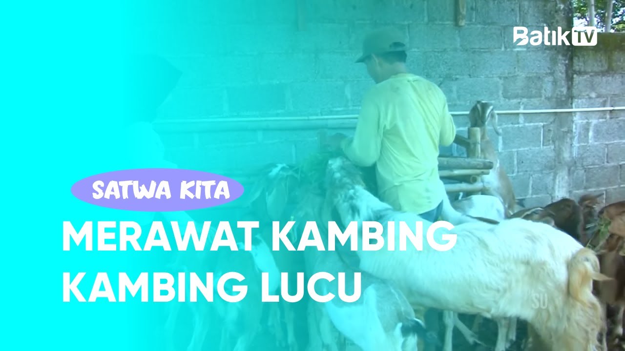 MERAWAT KAMBING - KAMBING LUCU - SATWA KITA