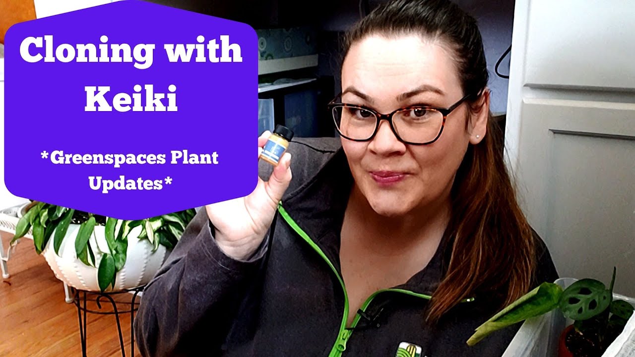 Keiki Cloning Paste for Aroids | Greenspaces Plants | Graceful Plants