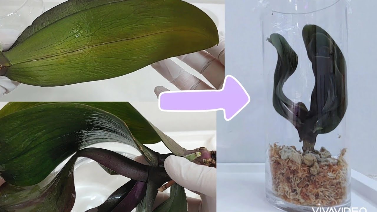 잎이 시든  호접란 살리는 방법과 관리하는 방법,  소독하는 방법, 뿌리 내리는 방법.