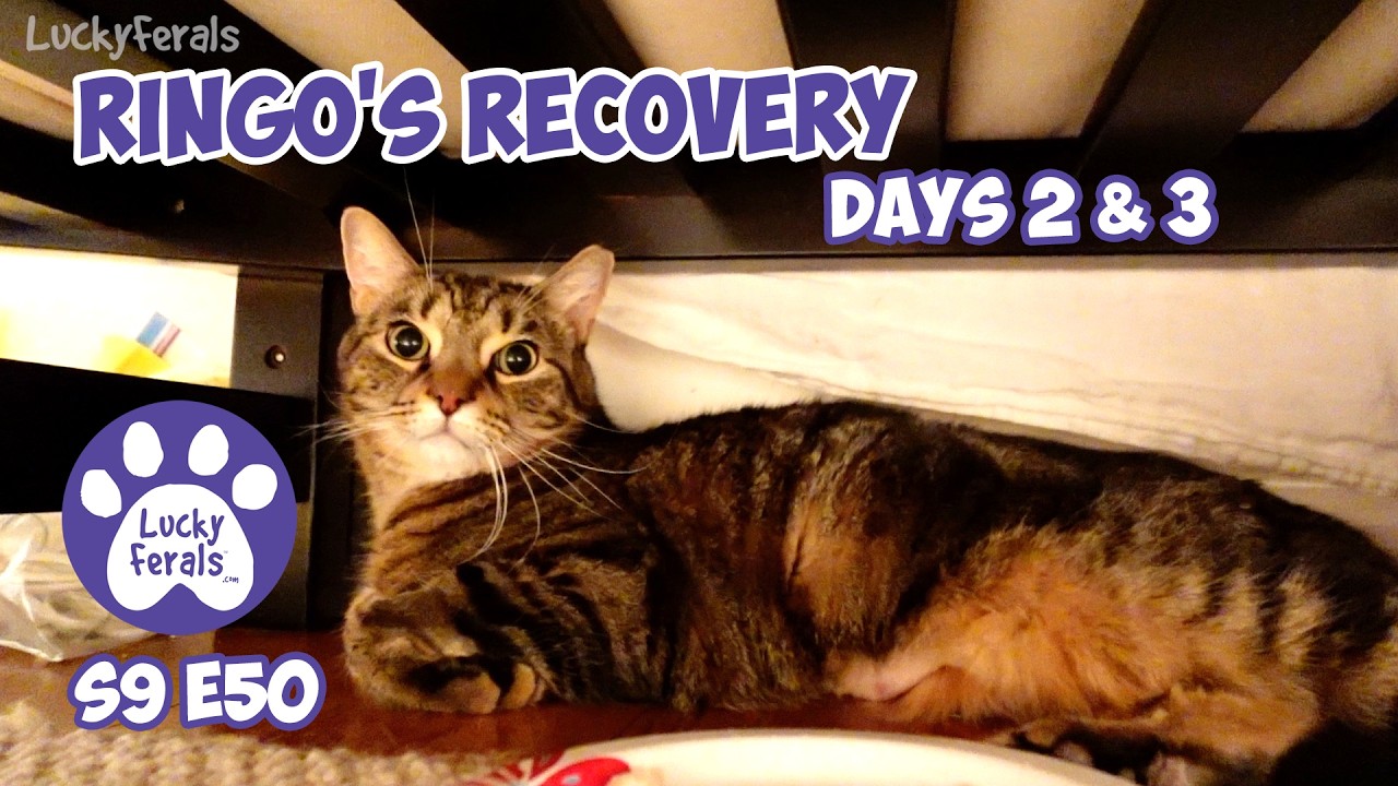 Дни 2 и 3 восстановления Ринго - Дни 63 и 64 восстановления спасенного котенка - Видеоблог о счас...