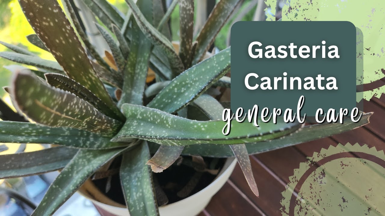 Gasteria Carinata | Best Beginner Succulents