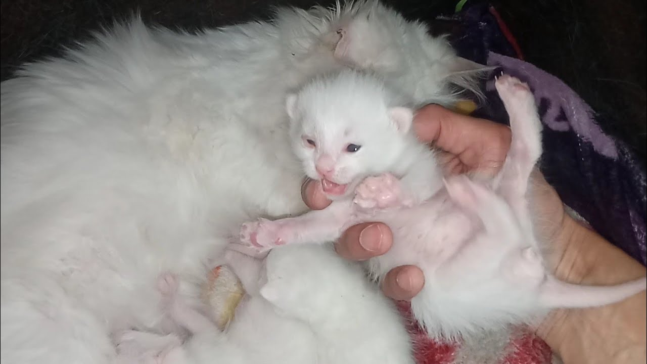 Newborn Kittens Got Eye Infection As They Got Flu 
