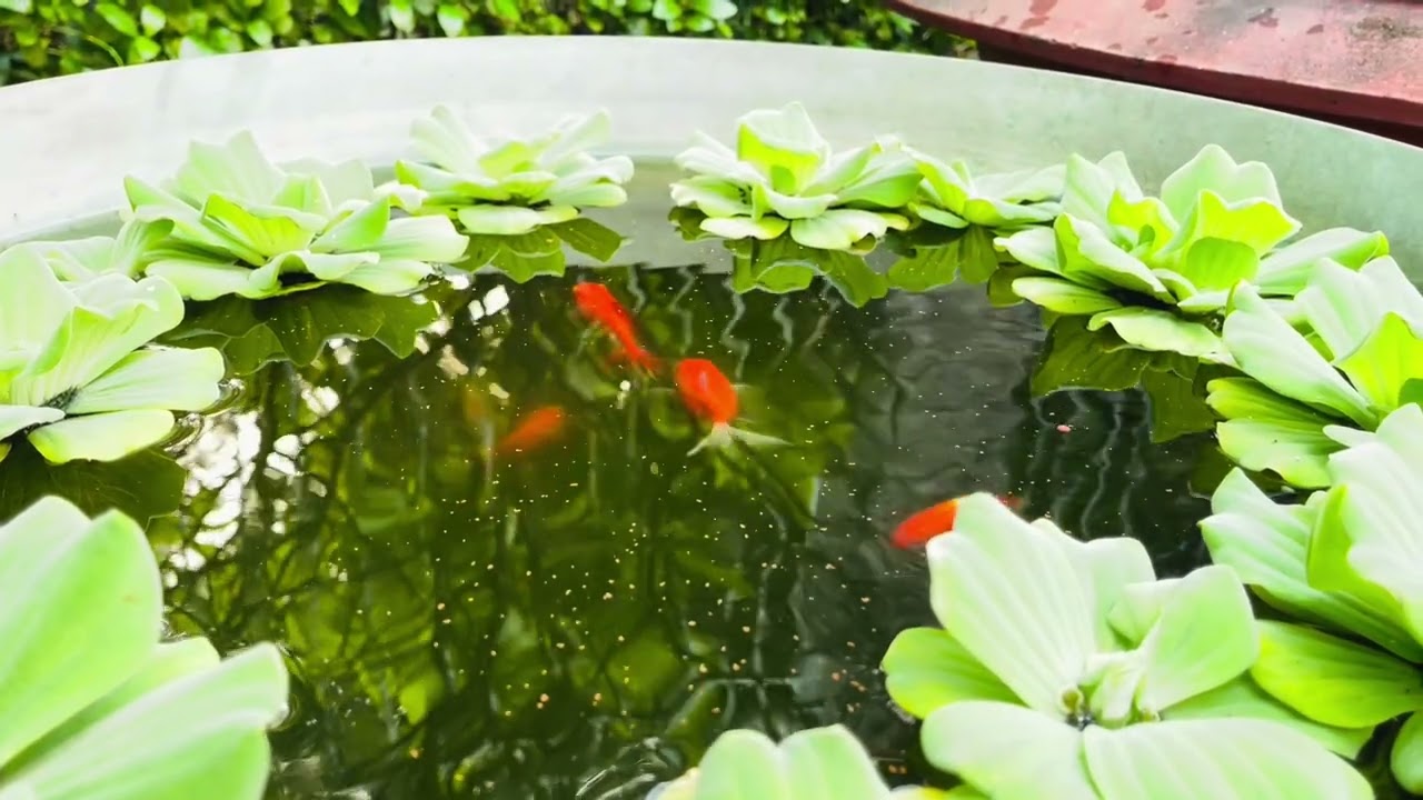 Hồ cá đón Tết con ngựa