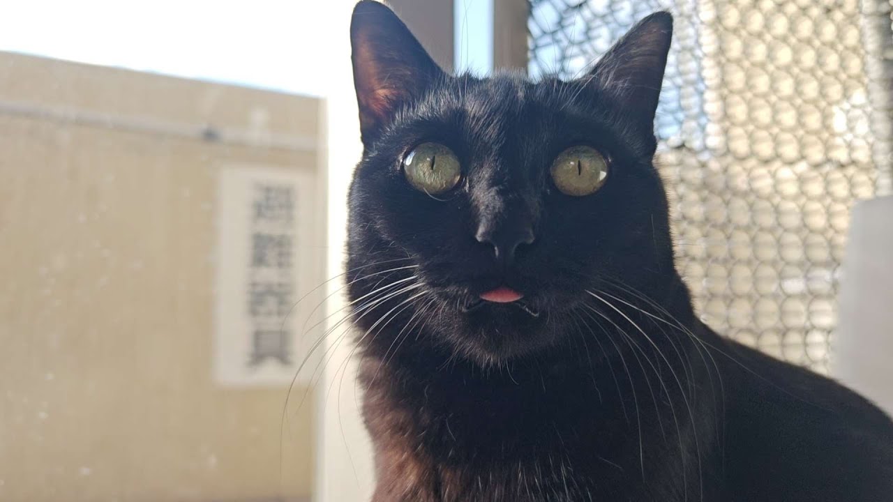 ベロを出したまま佇む黒猫が可愛すぎて癒されました。
