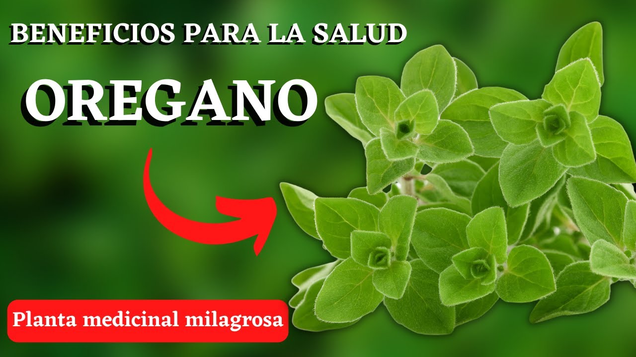 Consume OREGANO todos los DIAS, importante propiedades MEDICINALES
