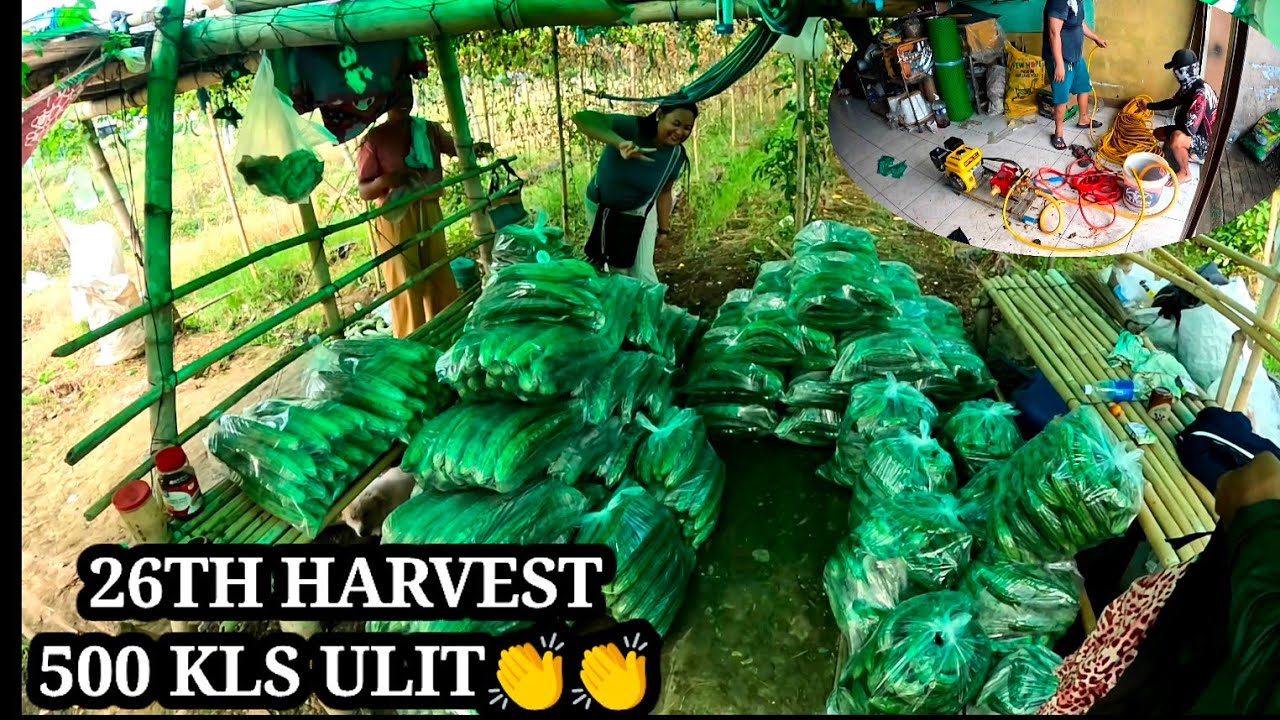 26TH HARVEST 500KILOS ULIT MAGAGANDA PA DIN MGA BUNGA 👏👏🙏♥️