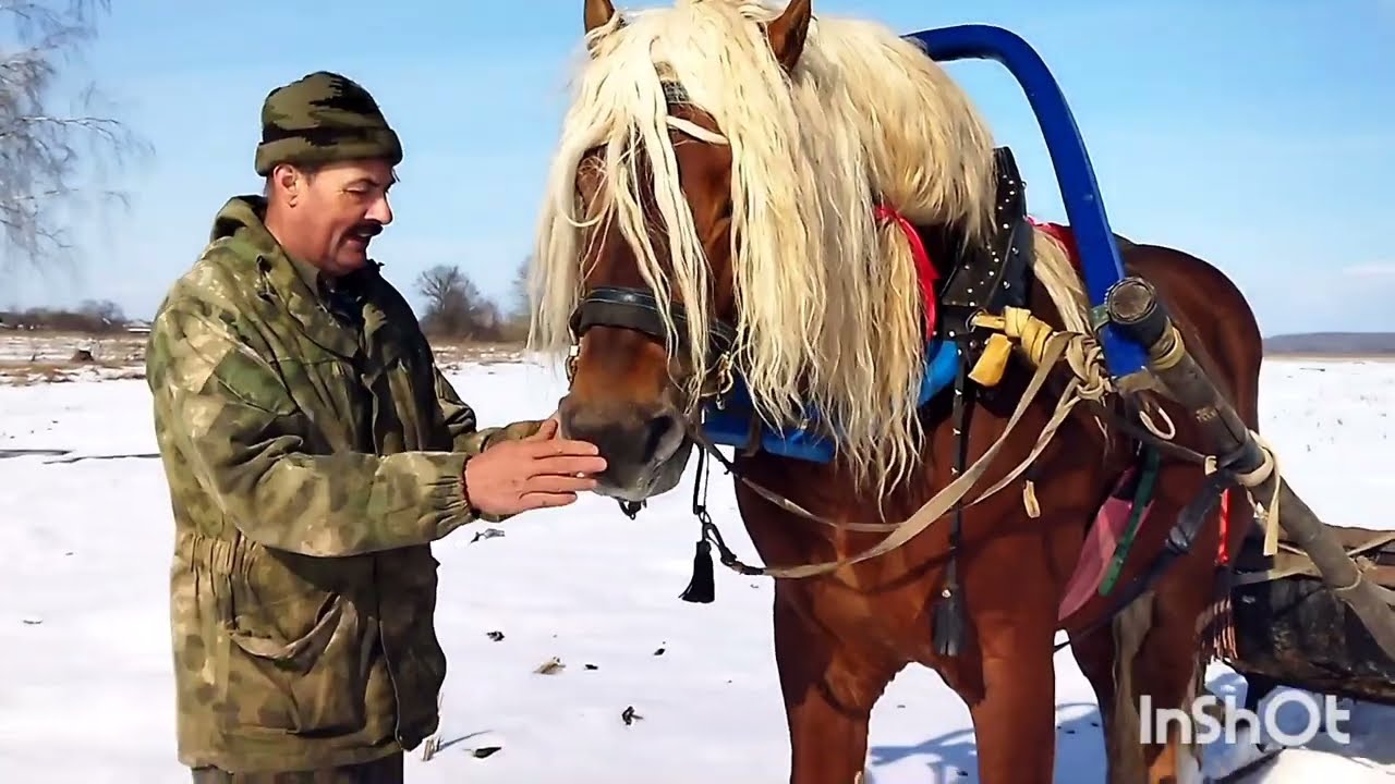 ОБУЧАЕМ ЖЕРЕБЦА/КАК БАСТИОНА ЗАПРЯГАЛИ В САНИ/ 1 часть💣💥🐎