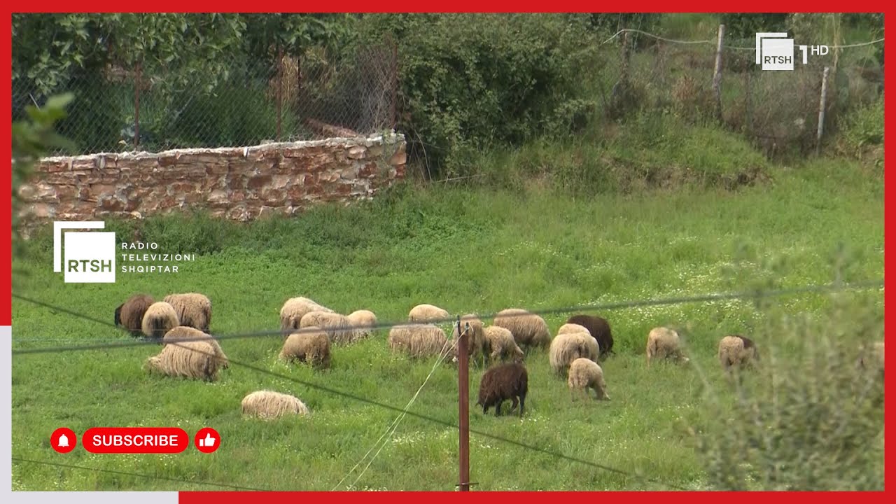 Speciale | Në Shëndëlli të Konispolit, fshati i veriorëve të jugut sot ka 120 shtëpi
