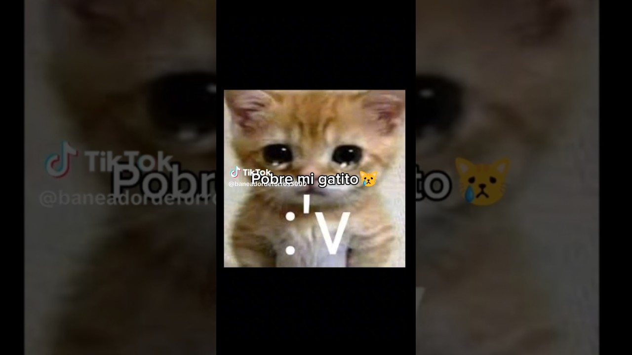 Pobre mi gatito alguien le ha pegado |#humor #apoyo