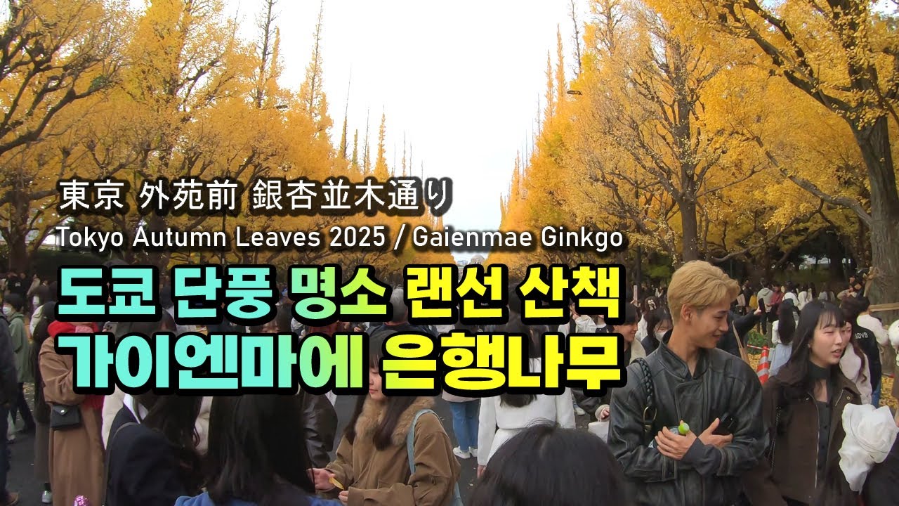 2025년 도쿄의 단풍의 절정 11월 말 가이엔마에 랜선산책 #단풍놀이