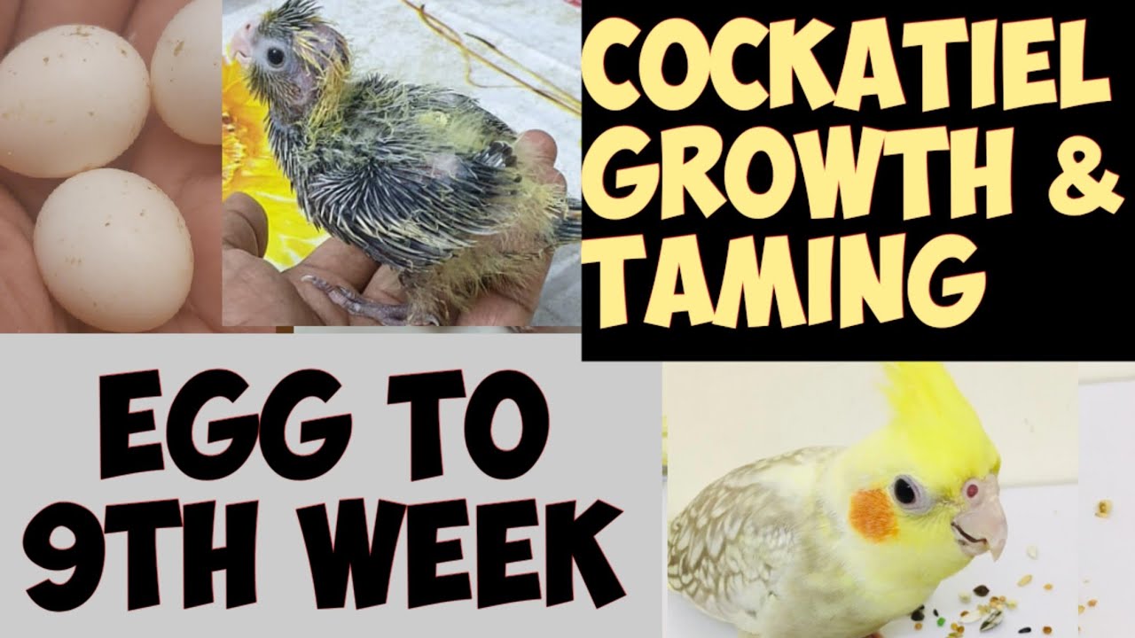 Cockatiel Baby Growth Stages Eggs to 9 weeks | New Born Baby Cockatiels | Chicks to Adults