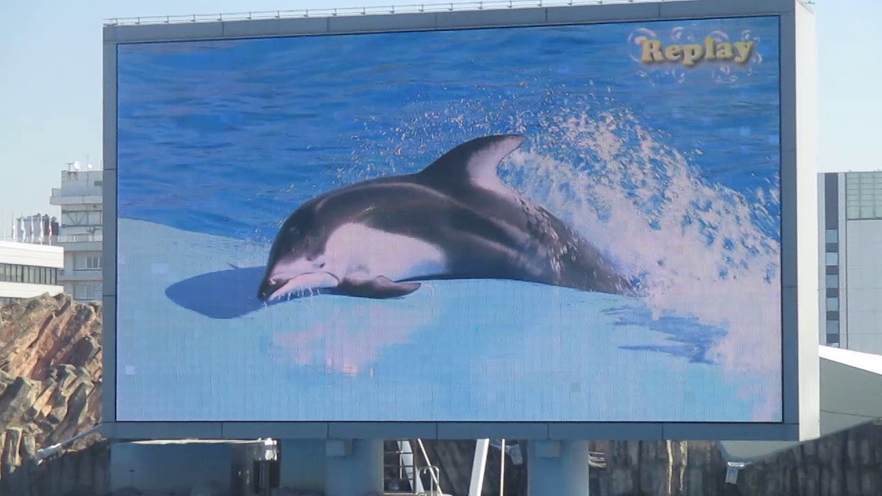 イルカパフォーマンス　名古屋港水族館　2017年12月22日