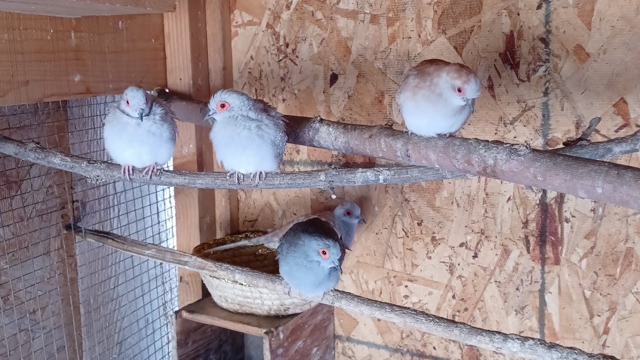 Peach faced lovebirds Budgie's diamond doves Cockatiels And more Update from my last bird video