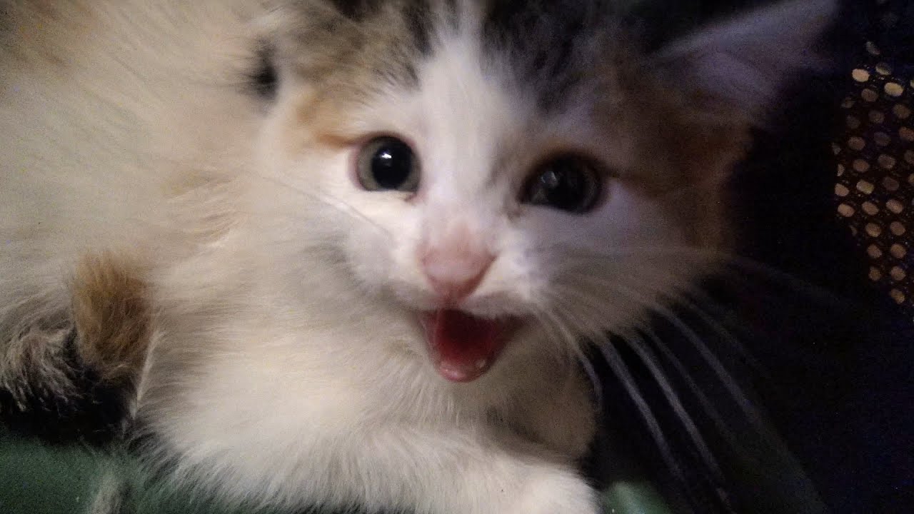Rescued Kittens from the basement: Before and After