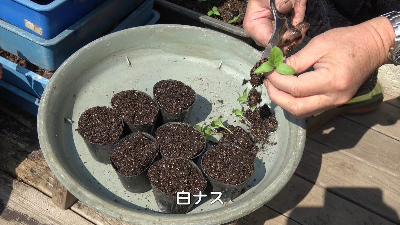 車庫上園芸190317ナスほか移植・枝豆芽出しまき