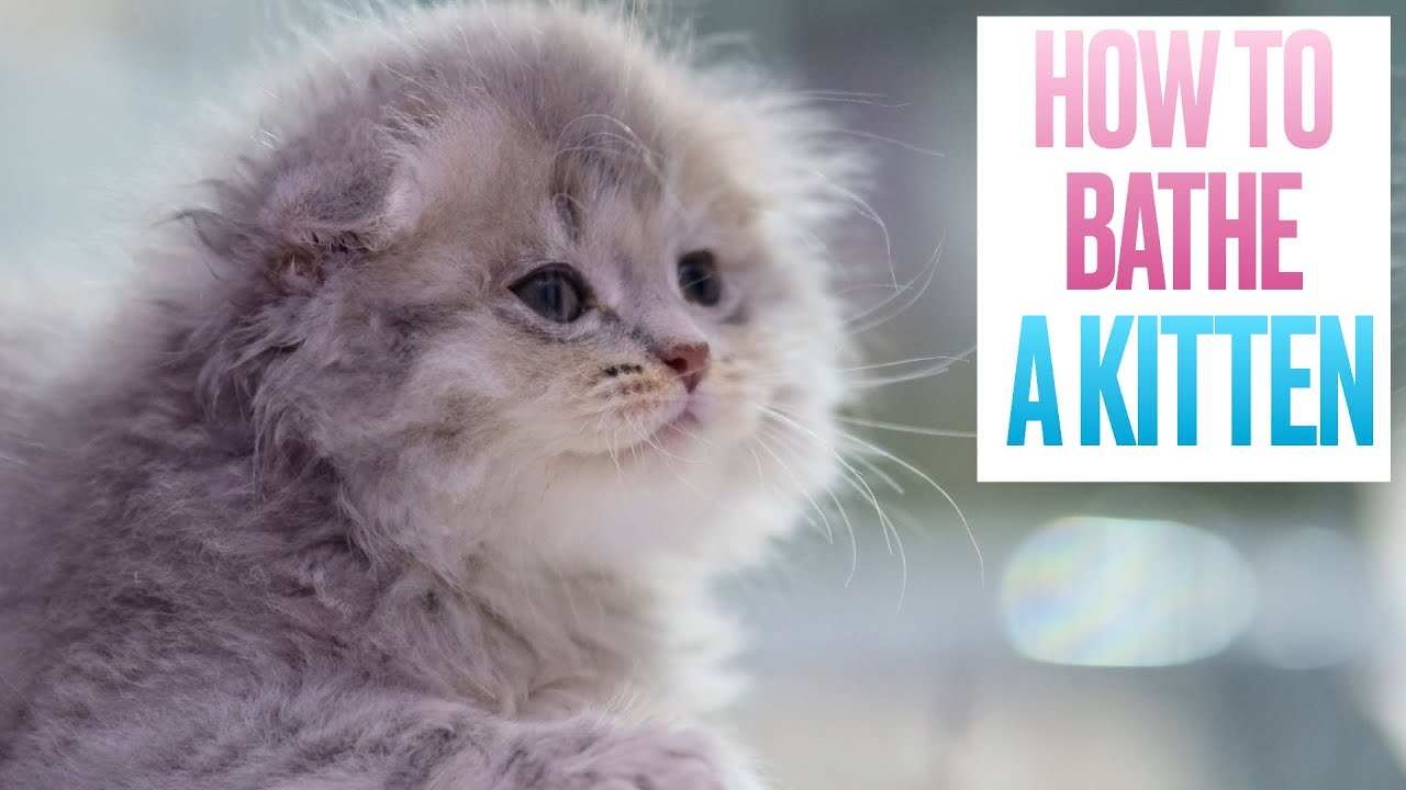 How to Bathe a Kitten