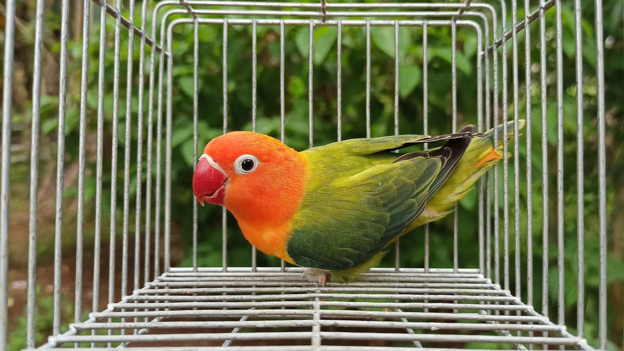 African Lovebird Mutation: Olive Green Opaline