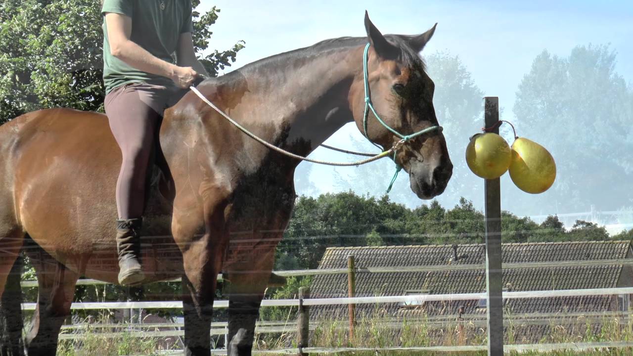 Brave Horses ~ Obstacle Course & Desensitizing