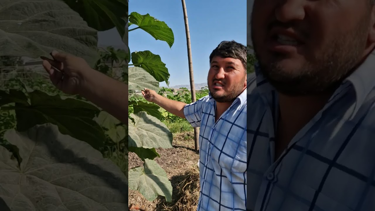 917182161 Алишер. Павловнияҳои беҳтарин ва нисбатан арзон дар ш. Душанбе.