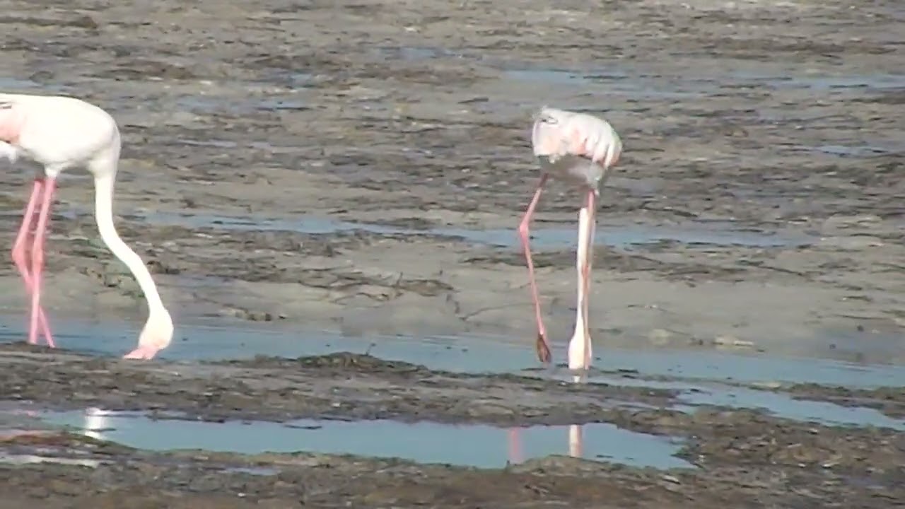 #flamingos
