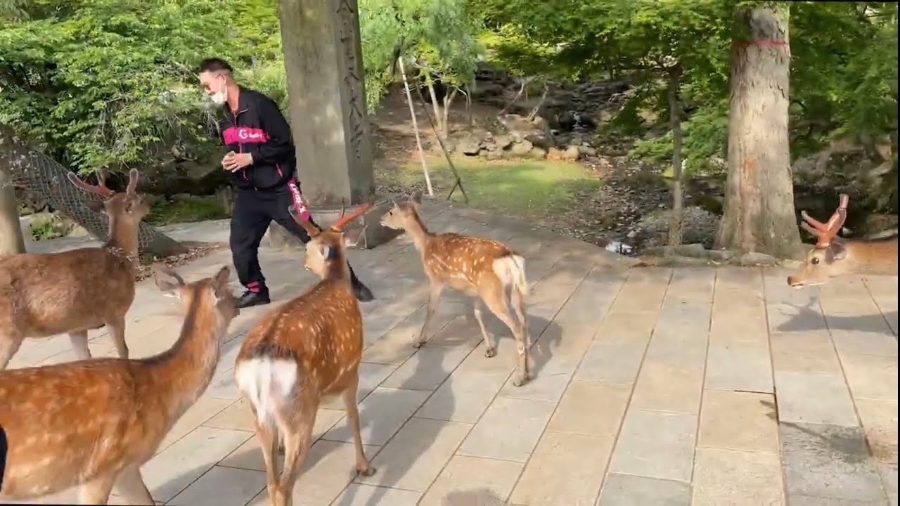 【危険】奈良の鹿に襲撃されてやばかった