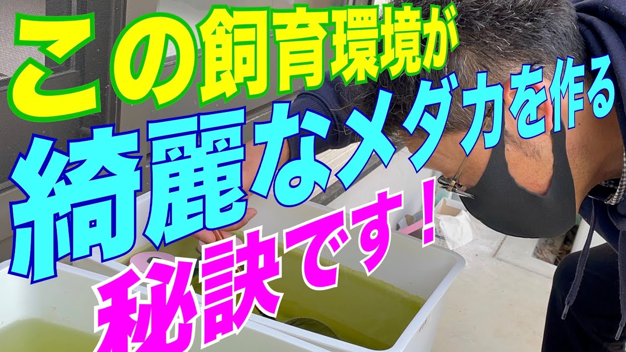 世界メダカ奇行٩( 'ω' )و島根県雲南市前編/笑メダカさんは対面販売しています！