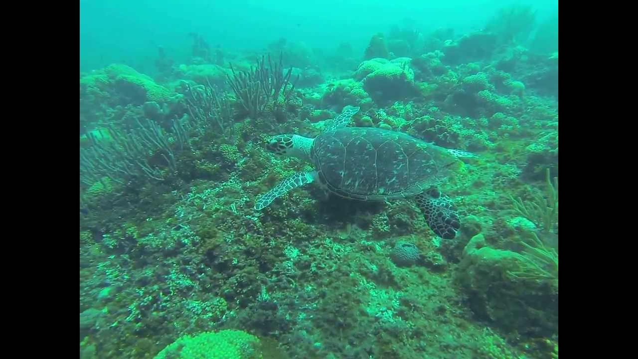 Mooie duik met een prachtige buddy.