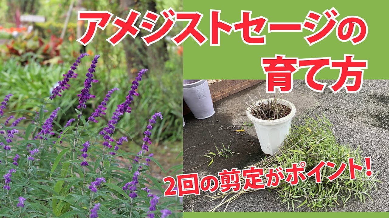 アメジストセージの育て方【園芸専門店アカツカFFCパビリオン】