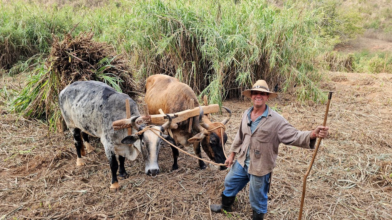 ELE SEGUE TRADIÇÕES ANTIGAS EM UMA LINDA FAZENDA ANTIGA