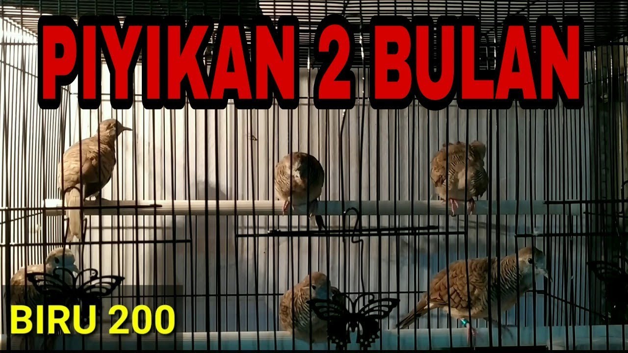 PERKUTUT BANGKOK PIYIKAN untuk pancingan bunyi piyik