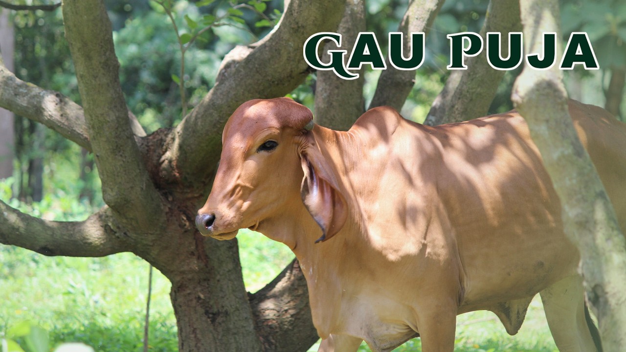 Gau Puja | 22 Feb 2026 | Live From VDS Bangalore Ashram