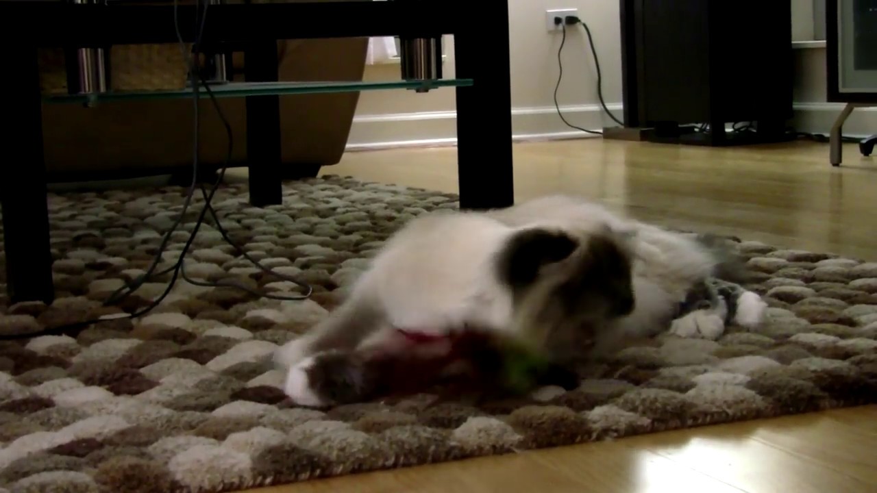 First Day with Angelica the Birman.