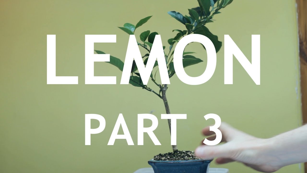Lemon Bonsai, from seed. 3