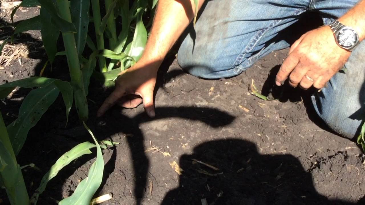 360 Yield Minute - Stem Water - Jamie Brand