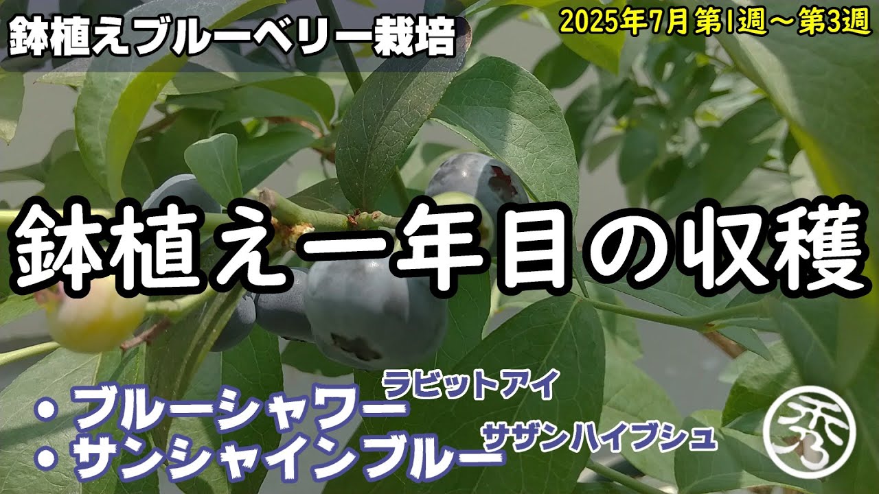 【鉢植えブルーベリー栽培#10】完熟収獲の目安について